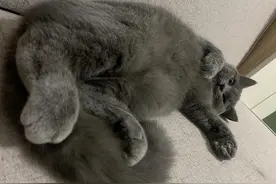 蓝猫认定你为“亲人”？这7个迹象很明显，别再怀疑图片