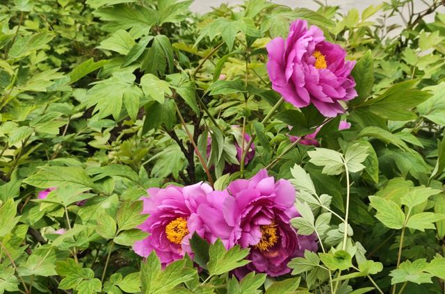 西安市木塔寺生态遗址公园，牡丹花初绽放