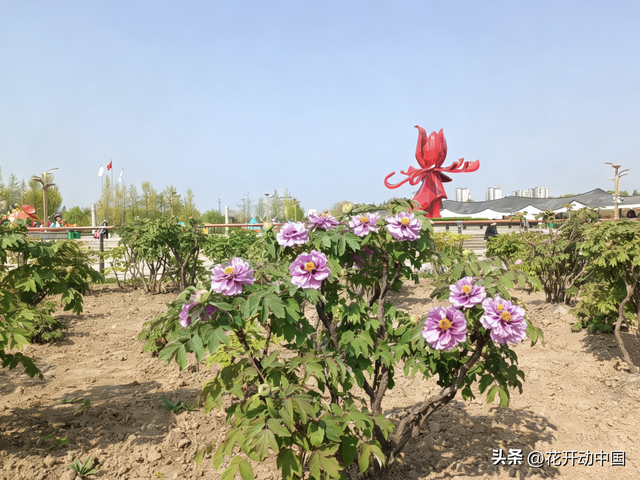 落尽残红始吐芳，佳名唤作百花王