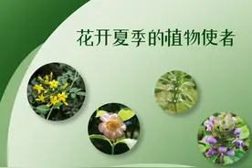 花开夏季的植物使者图片