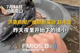 养殖场被淹狗狗下水救鸡！现场视频曝光，网友：给它加鸡腿！图片