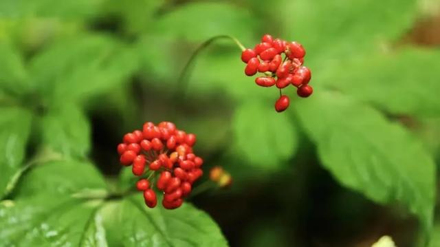 跟着高铁游集安｜您的“山水漫游”号专列已进站