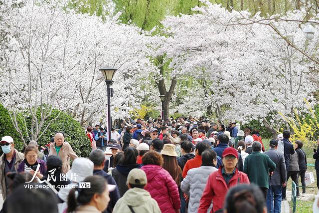 北京：玉渊潭樱花烂漫