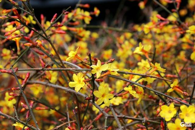 花开迎春，青岛的春天从这一抹金黄开始