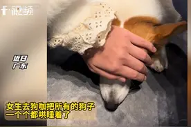 笑晕了，网友去狗咖把小狗都哄睡着了，评论区沦陷图片