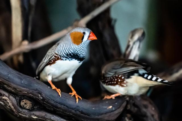 颠覆认知！10厘米小鸟竟有三层朋友圈，社交逻辑和人类神同步？