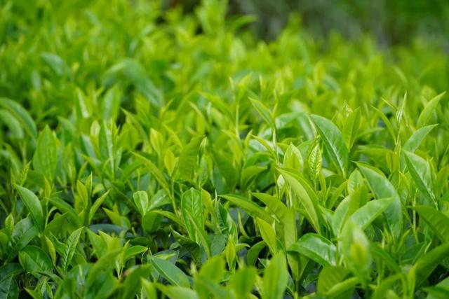 茶香伴夏 研学正酣 思茅区暑期茶旅融合激活产业新动能