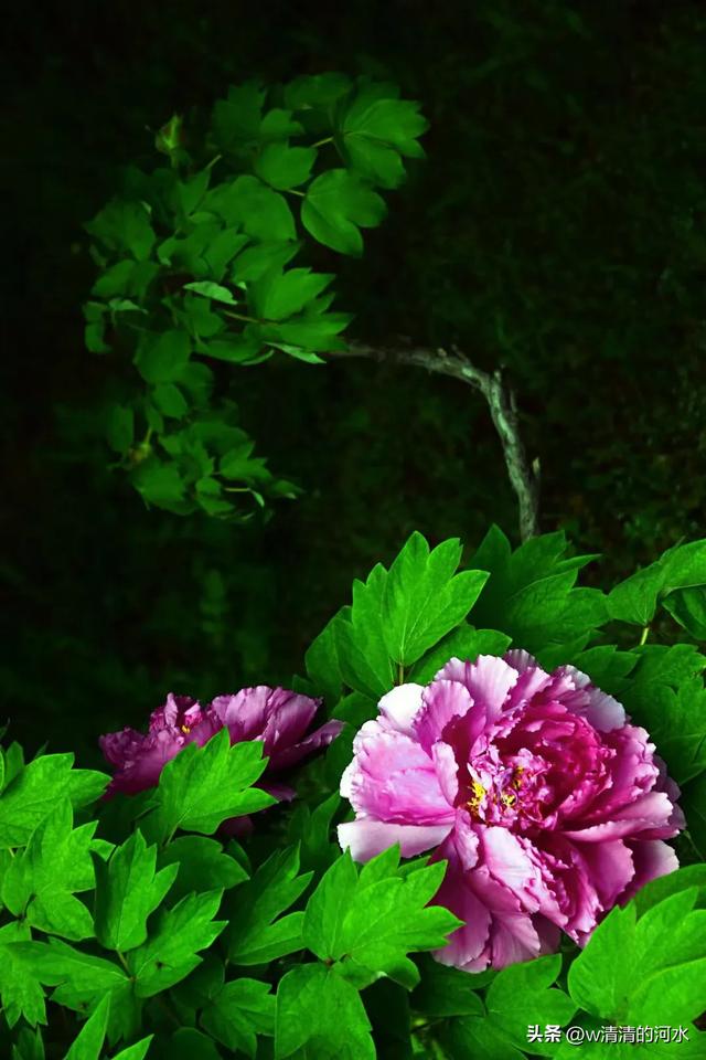 极美洛阳城牡丹迎春吐蕾绽放