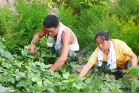 央视关注开山岛“荒岛植绿”图片