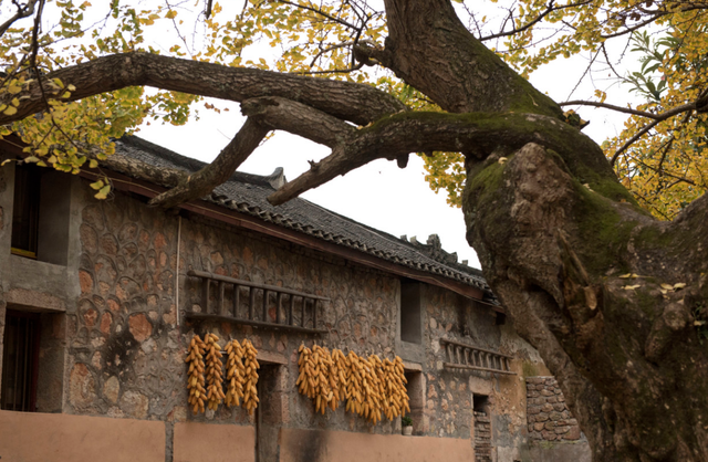 比银杏村静谧！贵州低调千年古村，被誉为“世界银杏之乡”