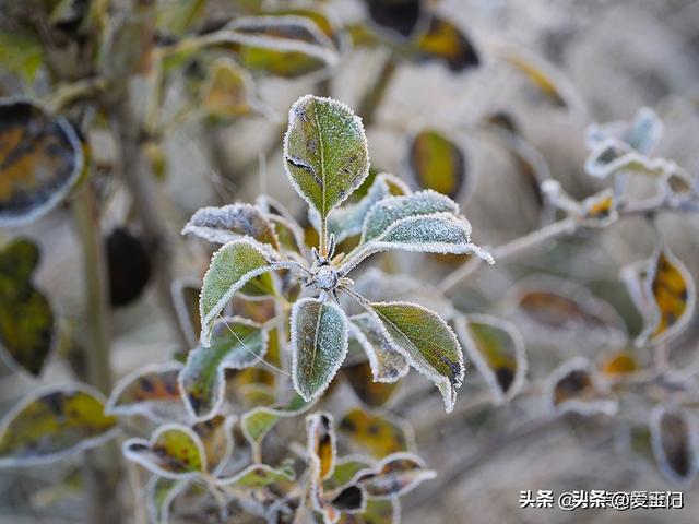 霜降在头，大雪封门；霜降在尾，三九穿单	，今年霜降在哪？啥预兆