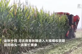 河北大规模秋收有序开展 特色作物次第成熟图片