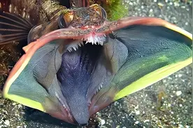 世界上最奇怪的八大生物，每一个都令人摸不着头脑，看你认识几个图片