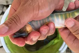 如何钓好马口鱼！看的见明明钓不到，钓到了又钩的太深了图片