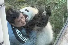 重动没有甜妹，大熊猫“奇三妹”长相甜美，性格火辣！图片