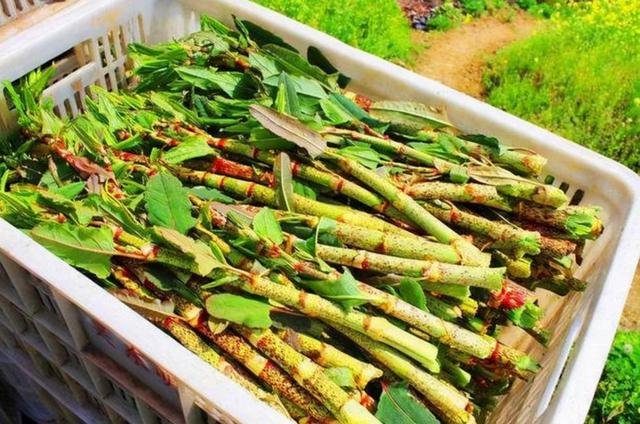 令英国痛苦的“入侵花”，在中国沦为咸菜，吃到人工种植成笑谈
