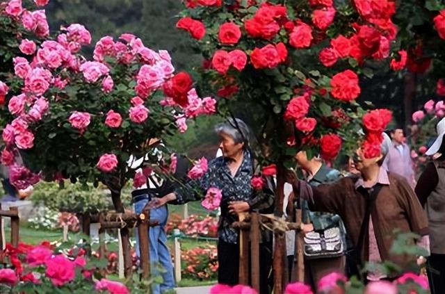 为什么中国路边随便种的花，能让发达国家游客集体破防？真相扎心