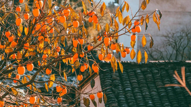 美景、品美食，来歙县，遇见一场“秋意浓”丨第十五届安徽国际文化旅游节