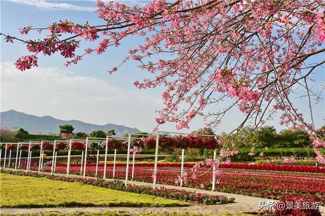 元旦三水南山：一日跨四季，赏花，观烟花，在花香与璀璨中迎新岁