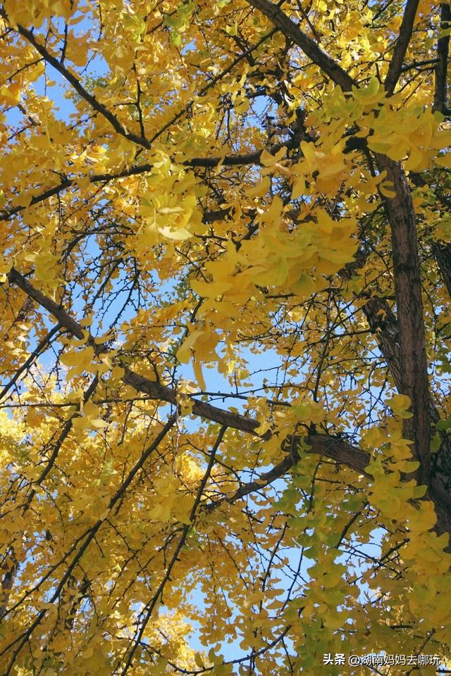 速报！这个地方银杏浓度达100%，赏芦苇、砍甘蔗，遛娃惊喜超多！