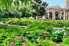 快来郑州碧沙岗公园打卡“国色天香” 7000余株牡丹接力盛放图片