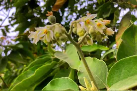 假烟叶树——爱吃海鲜喝啤酒的朋友一定要认识一下它图片