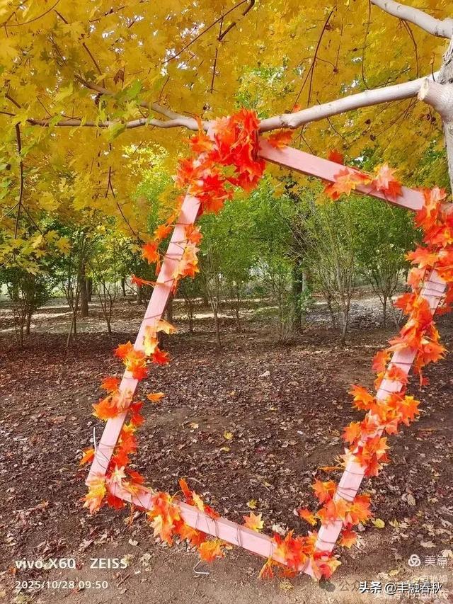 丹枫映秋,枫彩满楼|申艳娟