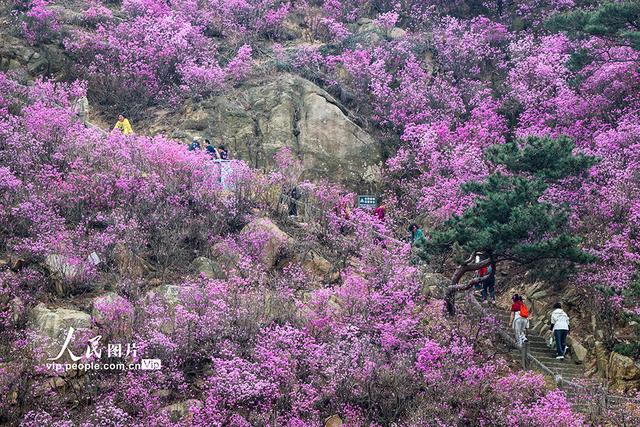 山东青岛：杜鹃花开