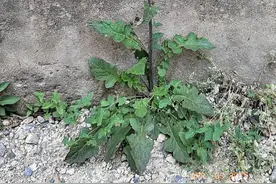 路边“黄鹌菜”长得像蒲公英，老一辈当宝！错过太可惜！图片