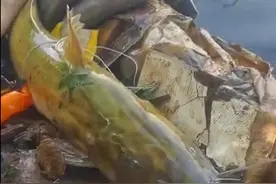 广东男子钓上“巨型”黄辣丁，放地上比小腿还长，网友：变异了？图片