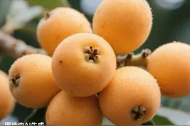 五月必吃的6种水果，低糖减重营养好，这样挑准没错图片