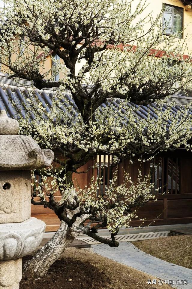 梅花开了！江西这些赏梅胜地太好拍