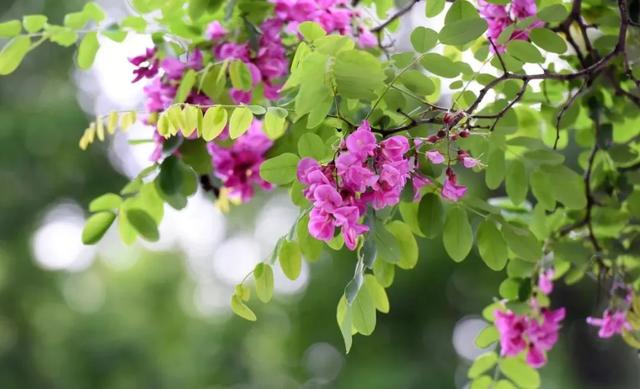 【中国旅游日文旅嘉年华】2025鲁山槐花节自驾季启幕！
