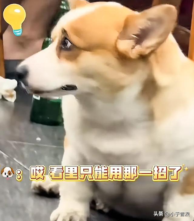 网友投喂饭店主人养的柯基，柯基怕主人发现，竟然对网友使眼色