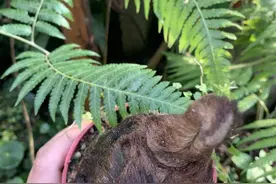 二级保护植物，“金毛狗蕨”，观赏性很高，据说广西遍地都是图片