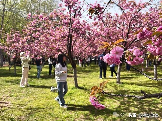 达活泉樱花林！盛花迎客来
