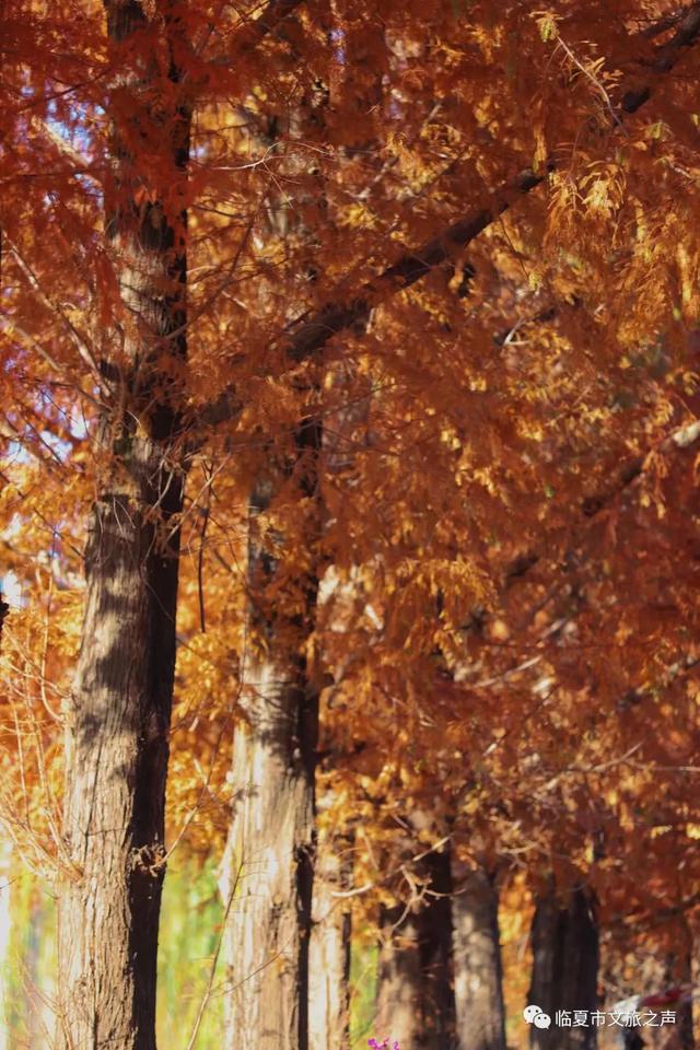 闯入油画世界!东郊公园水杉廊道正红得热烈,美到失语~