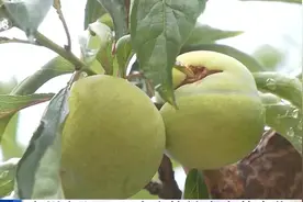 贵州安顺15万余亩蜂糖李喜获丰收图片