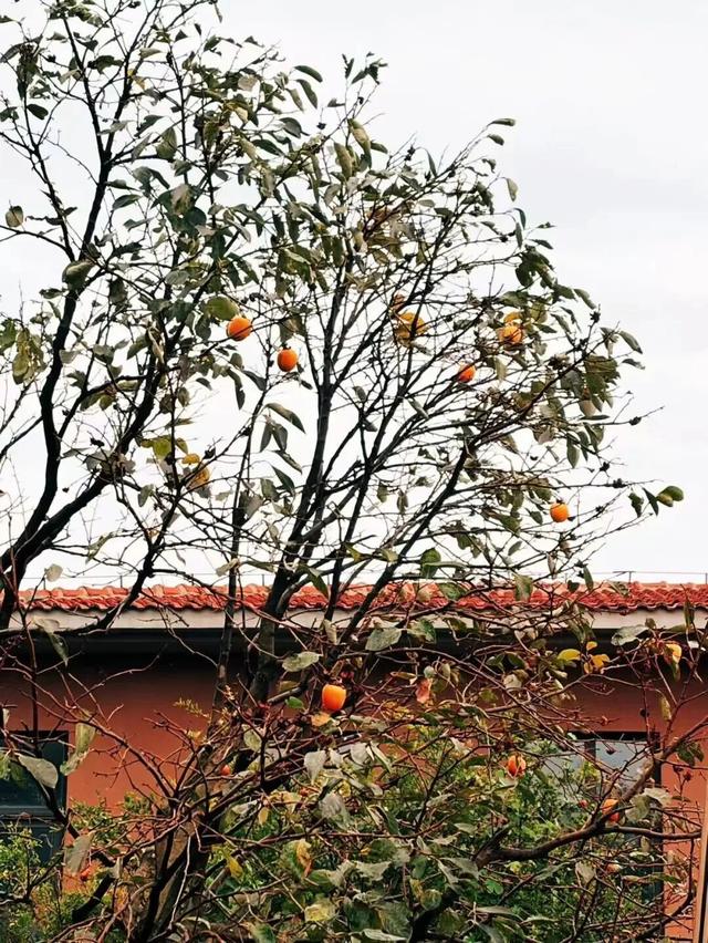 美到词穷！灵山岛秋日慢游攻略来了→