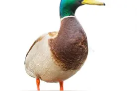 鸭子拉稀怎么治疗图片