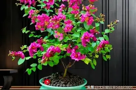 “屋中有花，旺人旺宅”，7种吉祥植物，家里一摆好兆头接连不断图片