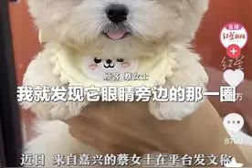 画眼线、米奇耳，“宠物医美”背后是血淋淋的虐待图片