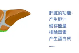 肝脏解剖学高清图谱图片