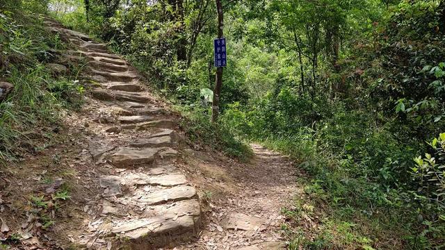 客天下与泮坑之间，登山古道旁一树多胎的诡异现象，期待专家解密