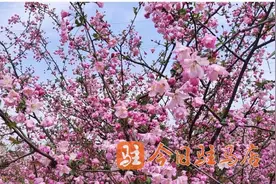 百万株海棠花盛开图片