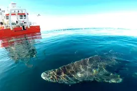 活到156岁才能交配，因为“太懒”为了吃饱饭，它献祭了自己眼睛图片