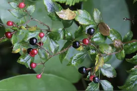 张家界的神茶-茅岩莓茶-你喝过吗？图片