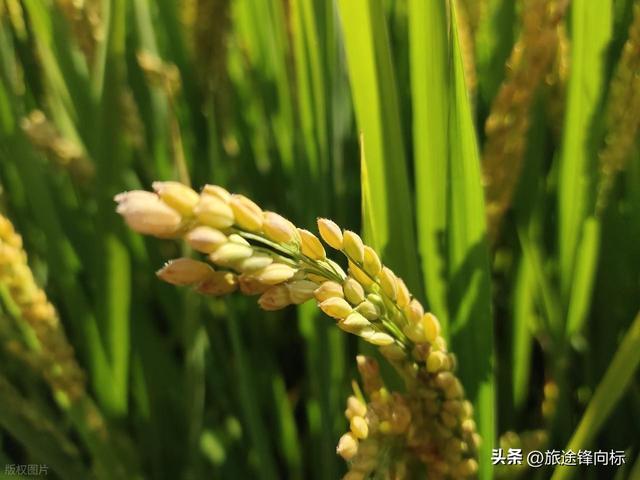 四海无闲田，一首《悯农》，有着这样的田园旅行启示录
