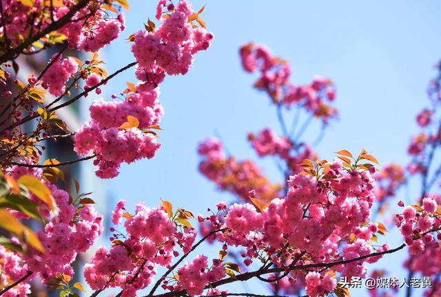 六盘水水城河畔樱花竞放引客浪漫踏春