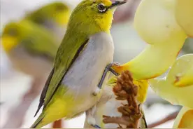 绣眼鸟不建议养的原因图片